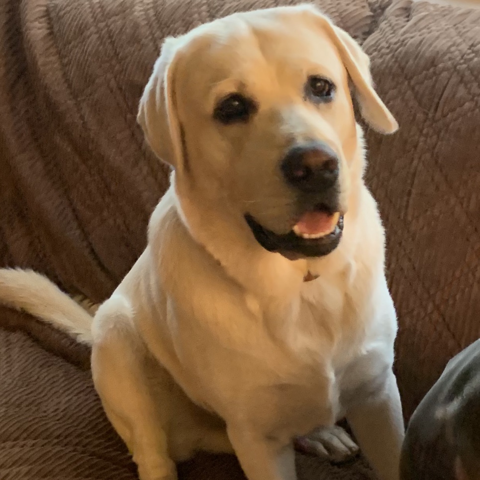 Happy Dozer sitting on a couch.